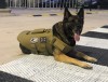 Canine K-9 Body Armour Vest